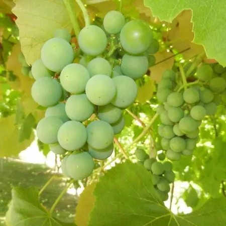 Дом отдыха Urlaub Fuer Seele - Mit Sauna By Interhome *